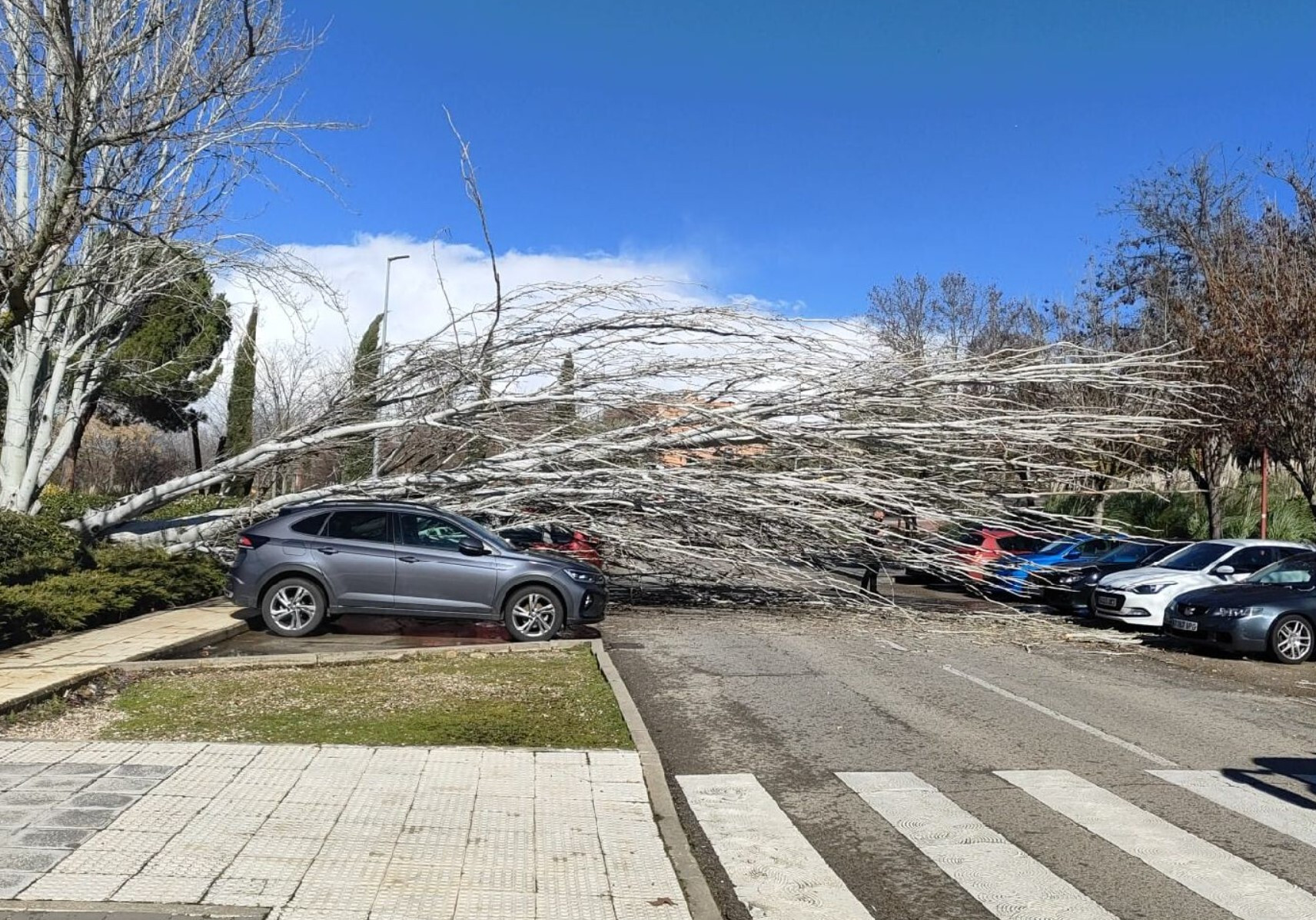 Fuertes vientos causan caídas de árboles en Cabanillas del Campo y municipios de Guadalajara