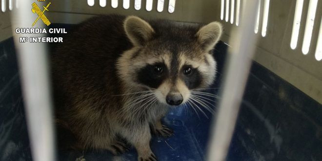 Disminuye significativamente la población de mapaches en la provincia de Guadalajara